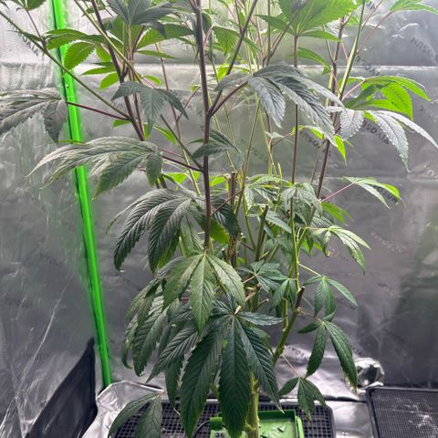 MiscxLAZ #26 C #2 growlog timeline photo