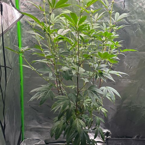 MiscxLAZ #26 C #2 growlog timeline photo
