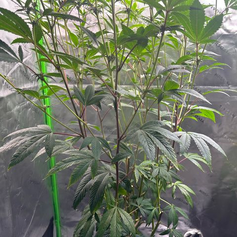 MiscxLAZ #26 C #2 growlog timeline photo