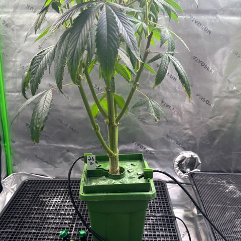 MiscxLAZ #26 C #2 growlog timeline photo