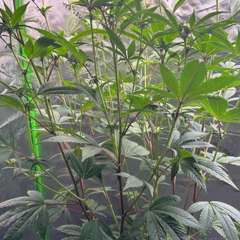 MiscxLAZ #26 C #2 growlog timeline photo