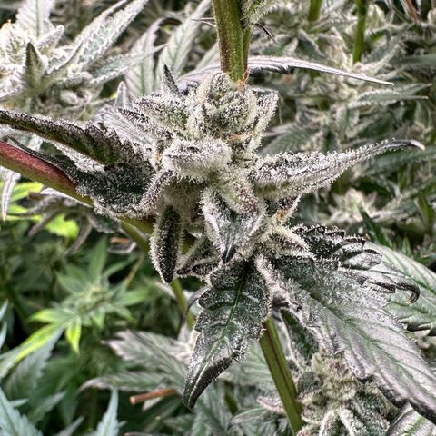 MiscxLAZ #29 C growlog timeline photo