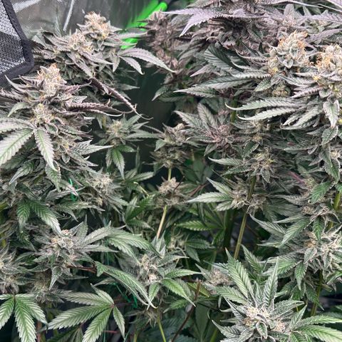 CxLAZ #03 C #1 58.58g growlog timeline photo