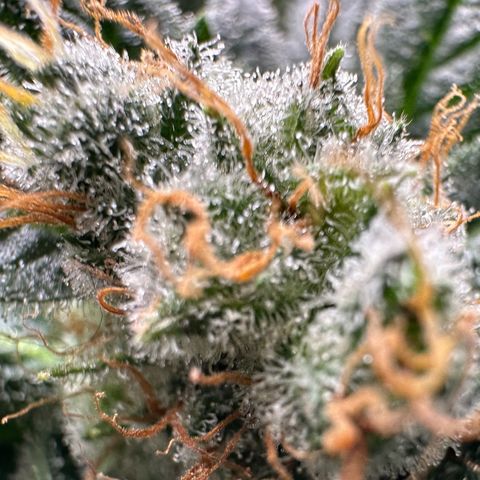 Fuel D.OG #1 Female 47.36g growlog timeline photo