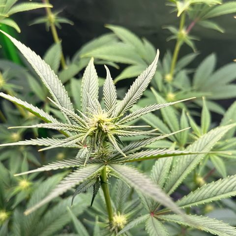 MiscxLAZ #26 C #2 growlog timeline photo