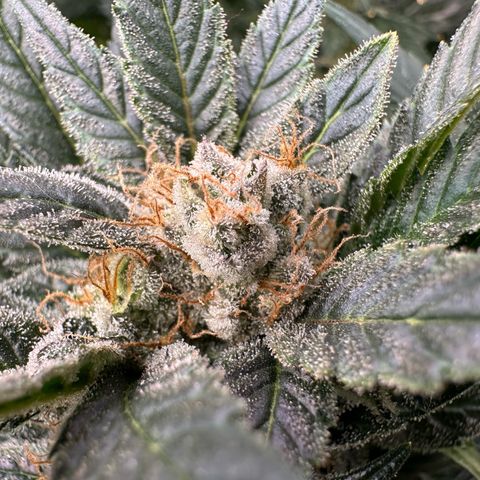 Fuel D.OG #2 Female 49.44g M growlog timeline photo