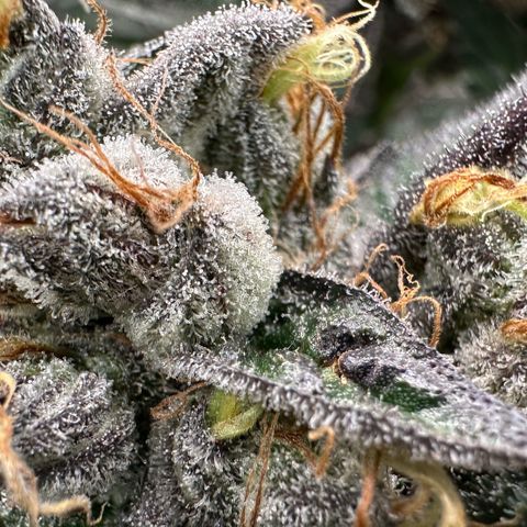 CxLAZ #03 C #1 58.58g growlog timeline photo