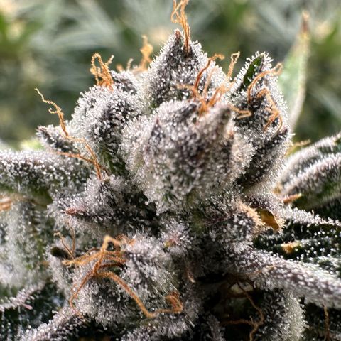 MiscxLAZ #26 C #1 47.15g growlog timeline photo