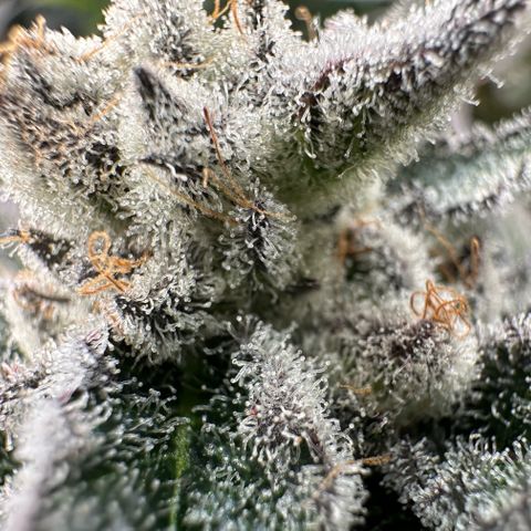 MiscxLAZ #29 C growlog timeline photo