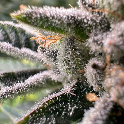 MiscxLAZ #26 C #1 47.15g growlog timeline photo