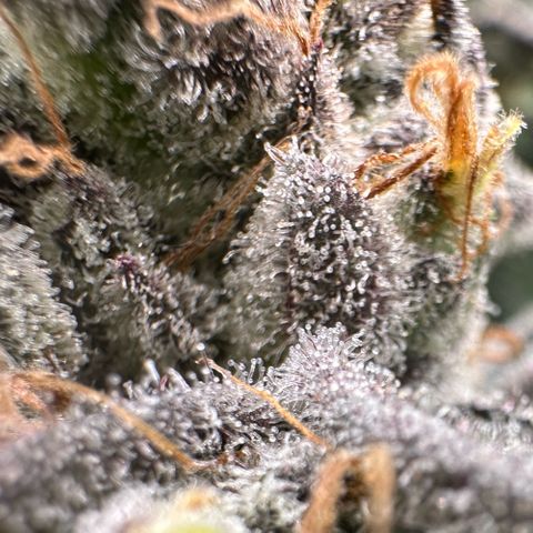 CxLAZ #03 C #1 58.58g growlog timeline photo