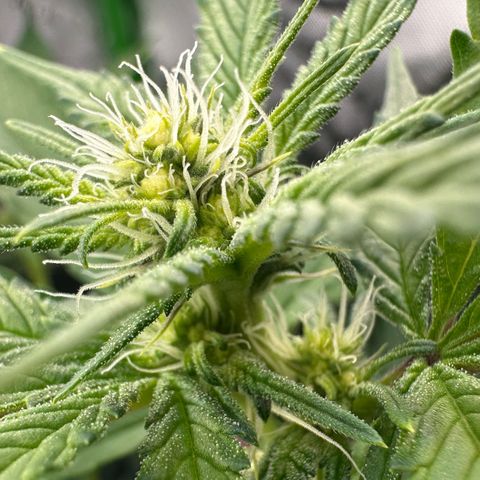 CxLAZ #15 C #1 growlog timeline photo