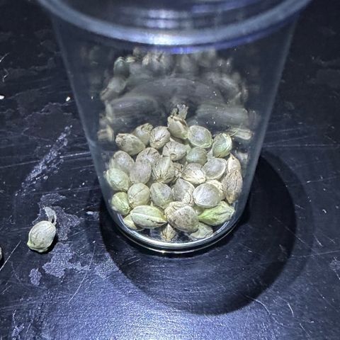 Misc x (LA Kush x Zkittles) #27 33.12g growlog timeline photo