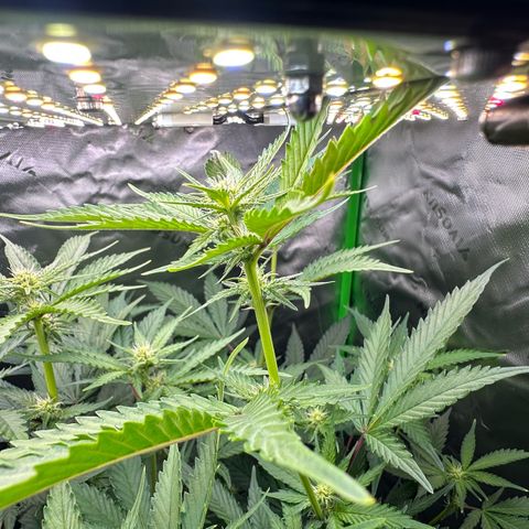 CxLAZ #15 C #1 growlog timeline photo