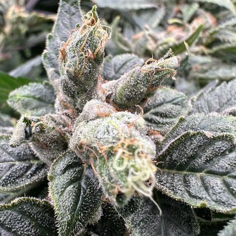 MiscxLAZ #08 C #1 growlog timeline photo