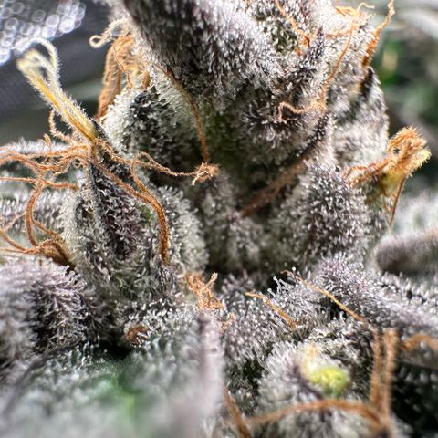 CxLAZ #03 C #1 58.58g growlog timeline photo
