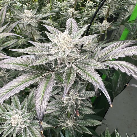 MiscxLAZ #29 C growlog timeline photo