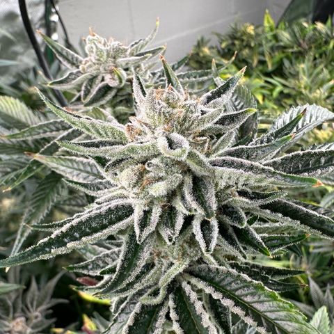 MiscxLAZ #26 C #1 47.15g growlog timeline photo