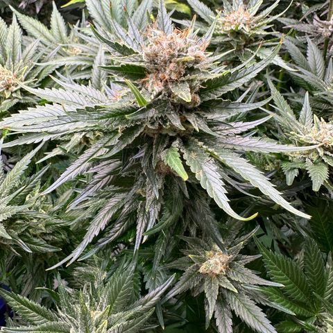 Fuel D.OG #1 Female 47.36g growlog timeline photo