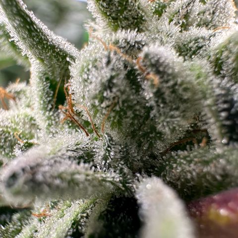 MiscxLAZ #26 C #1 47.15g growlog timeline photo