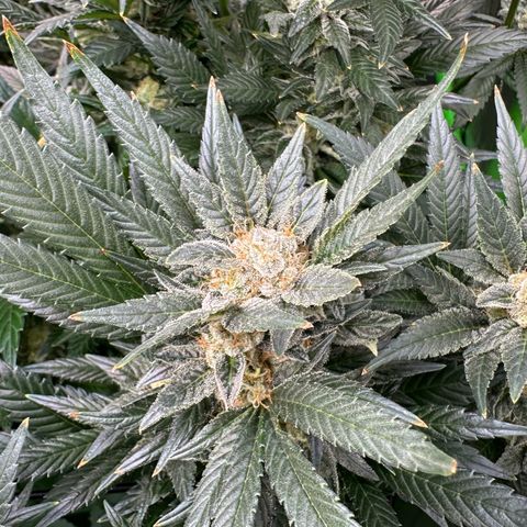 Fuel D.OG #2 Female 49.44g M growlog timeline photo