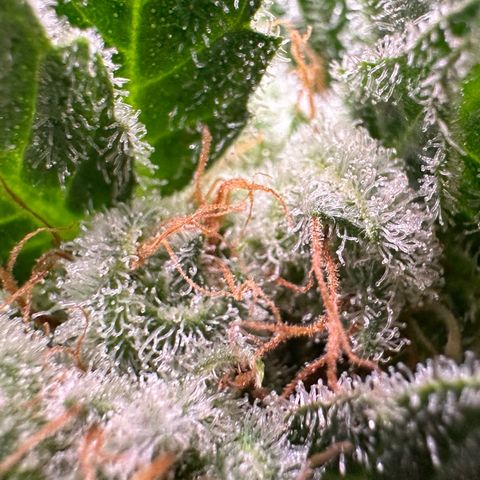 Fuel D.OG #1 Female 47.36g growlog timeline photo