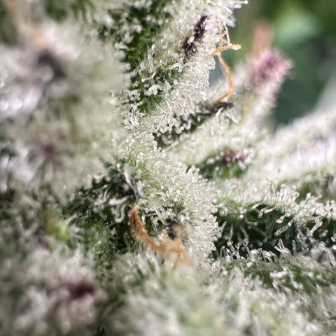 MiscxLAZ #29 C growlog timeline photo
