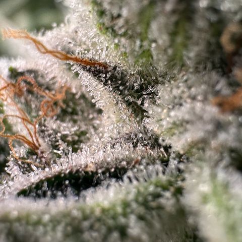 MiscxLAZ #26 C #1 47.15g growlog timeline photo
