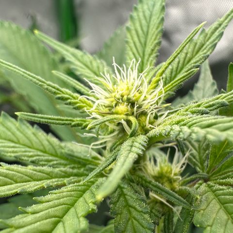 CxLAZ #15 C #1 growlog timeline photo