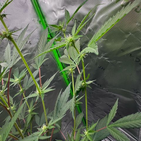 CxLAZ #15 C #1 growlog timeline photo