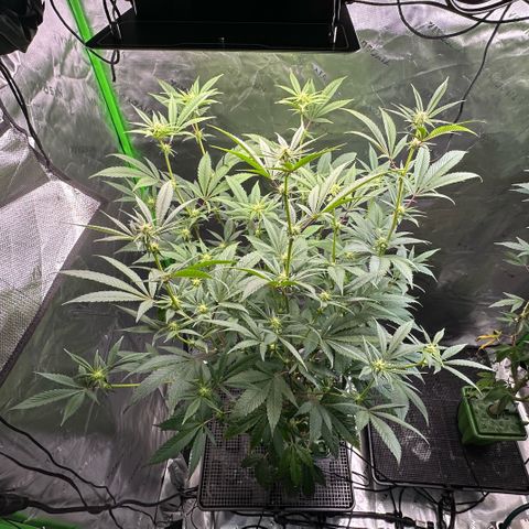 MiscxLAZ #26 C #2 growlog timeline photo