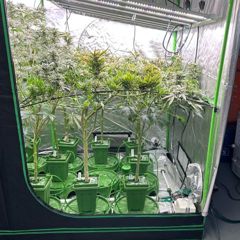 Fuel D.OG #1 Female 47.36g growlog timeline photo