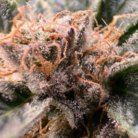 Fuel D.OG #2 Female 49.44g M growlog timeline photo
