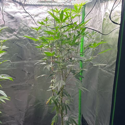 CxLAZ #15 C #1 growlog timeline photo