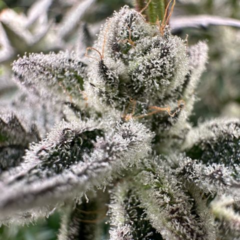 MiscxLAZ #29 C growlog timeline photo