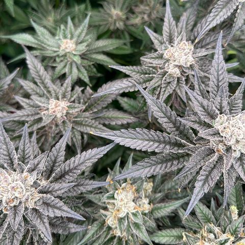 MiscxLAZ #22 C 42.33g growlog timeline photo