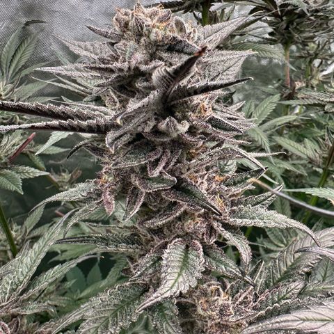 MiscxLAZ #22 C 42.33g growlog timeline photo