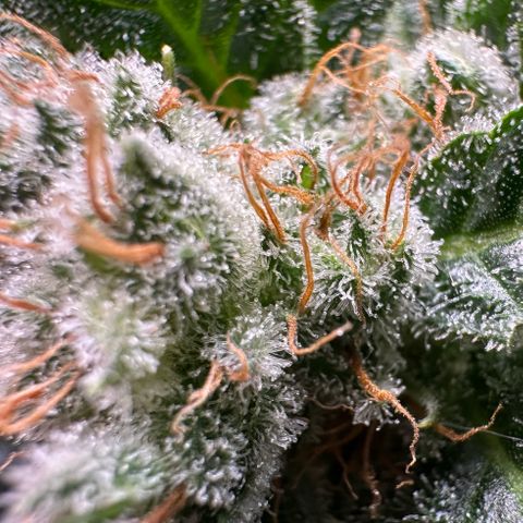 Fuel D.OG #1 Female 47.36g growlog timeline photo