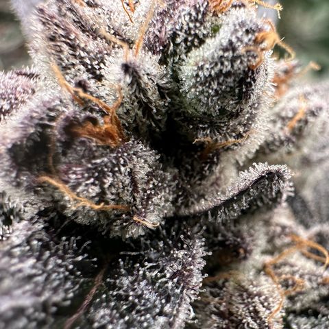 MiscxLAZ #22 C 42.33g growlog timeline photo