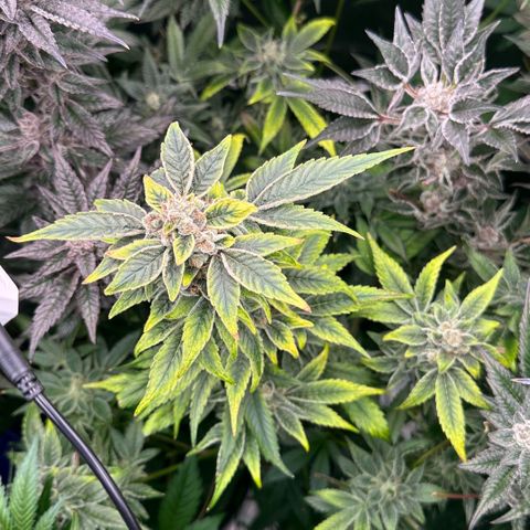 CxLAZ #20 C1 25g growlog timeline photo
