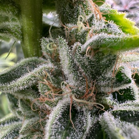 CxLAZ #20 C1 25g growlog timeline photo