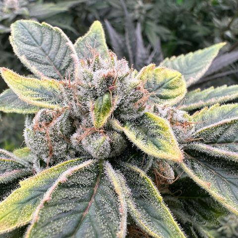 CxLAZ #20 C1 25g growlog timeline photo