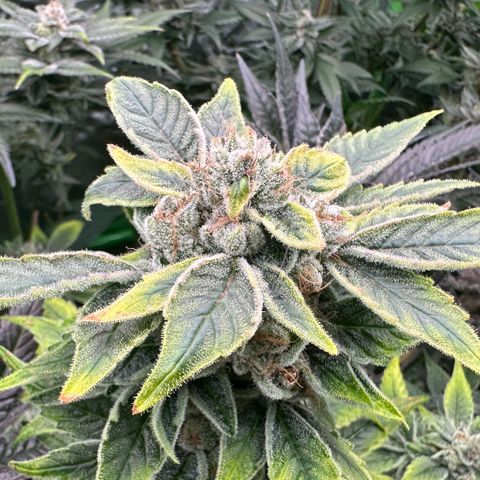 CxLAZ #20 C1 25g growlog timeline photo