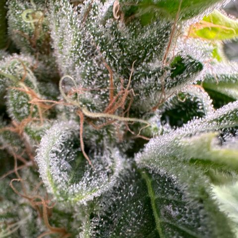CxLAZ #20 C1 25g growlog timeline photo