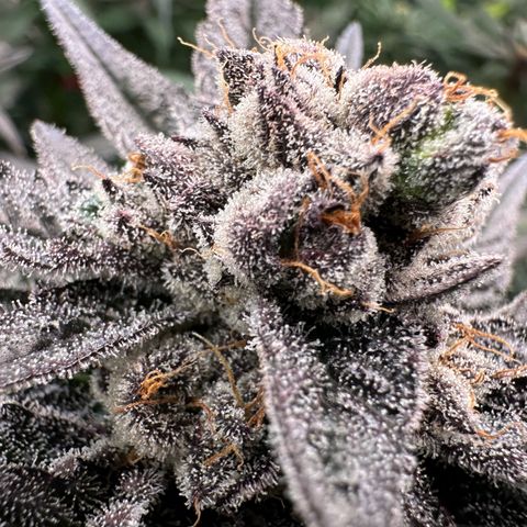 MiscxLAZ #22 C 42.33g growlog timeline photo