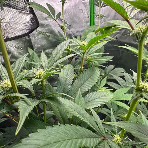 MiscxLAZ #26 C #2 growlog timeline photo