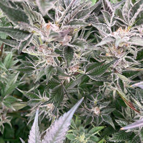 MiscxLAZ #37 C growlog timeline photo