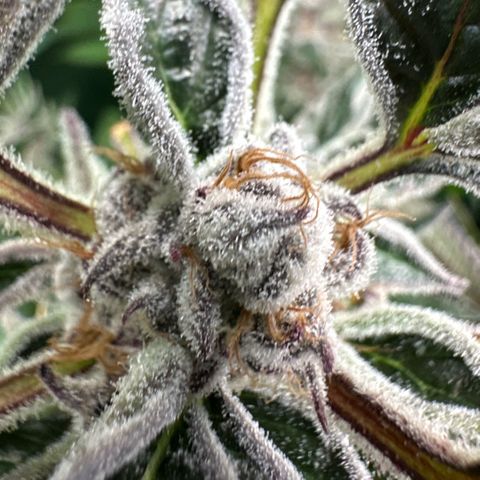 MiscxLAZ #37 C growlog timeline photo