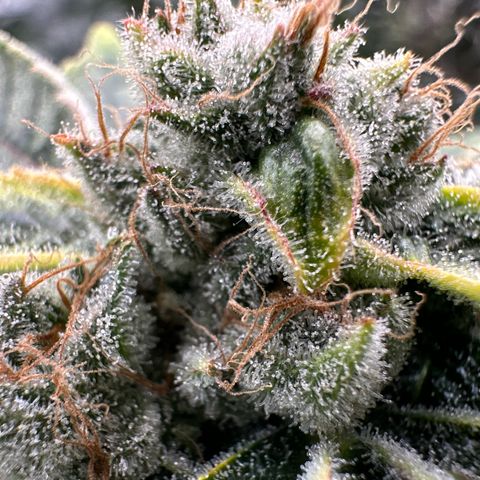 CxLAZ #20 C1 25g growlog timeline photo