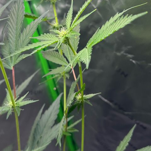 CxLAZ #15 C #1 growlog timeline photo